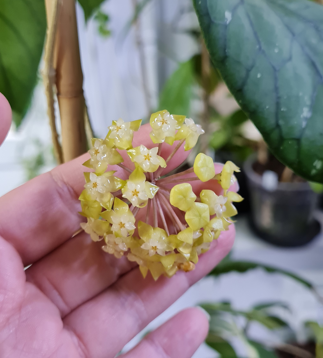 Hoya meredithii