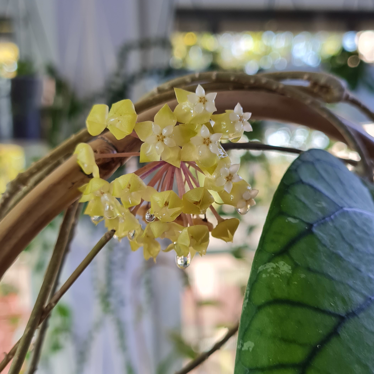 Hoya meredithii