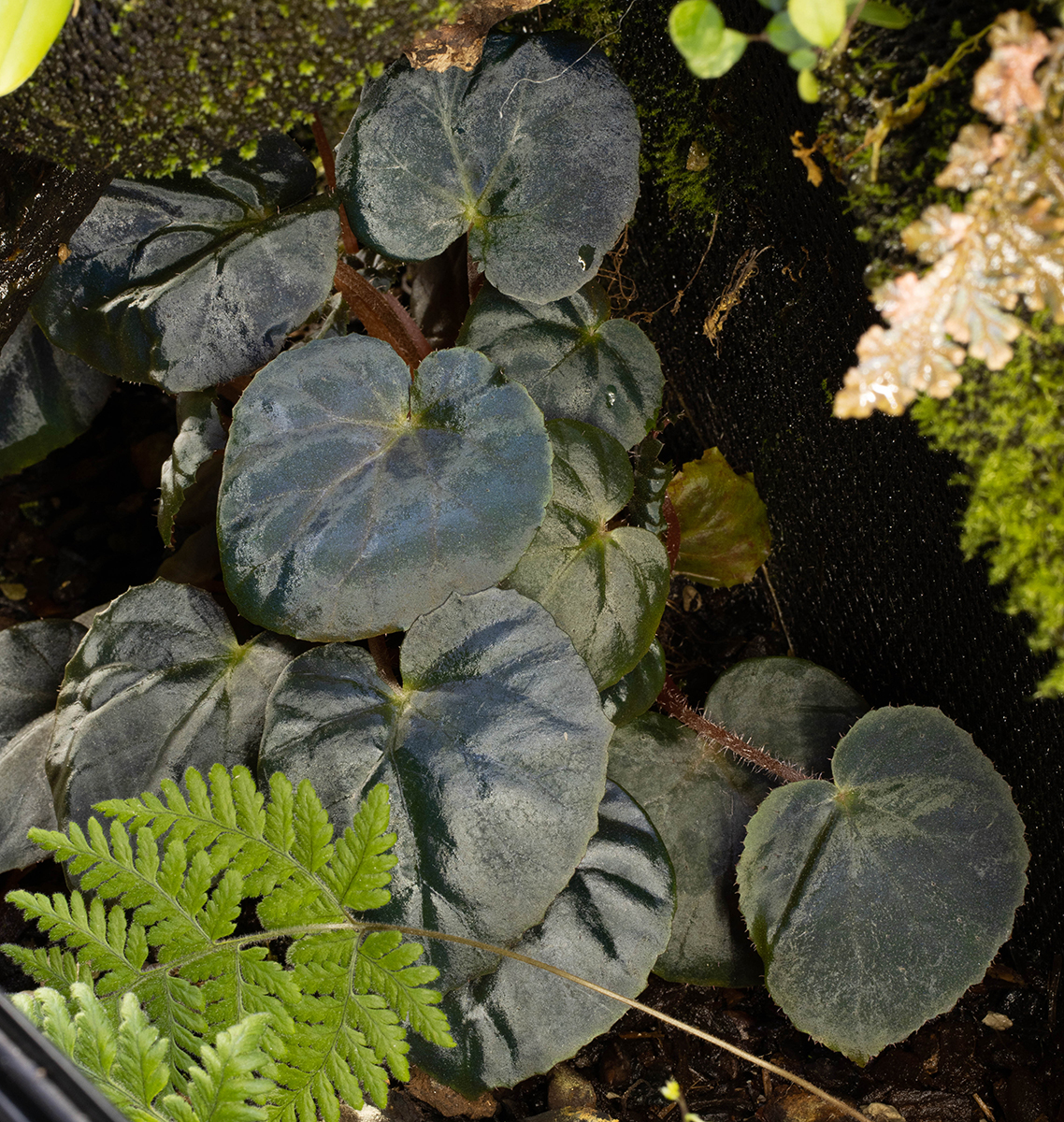 Begonia metachroa