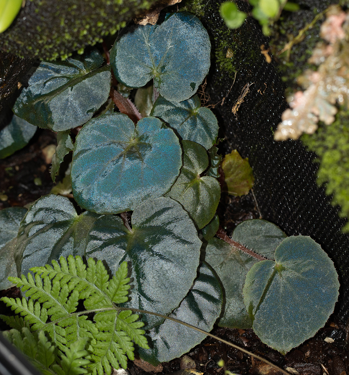 Begonia metachroa