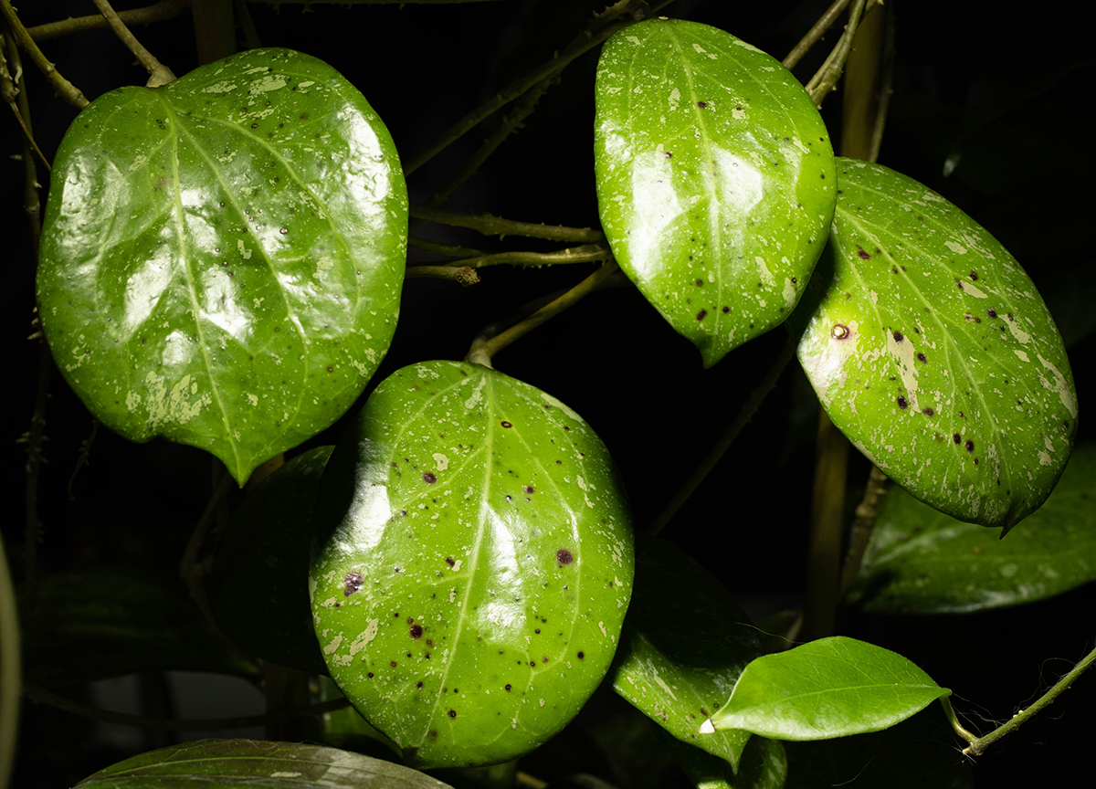 Hoya 'Michele'