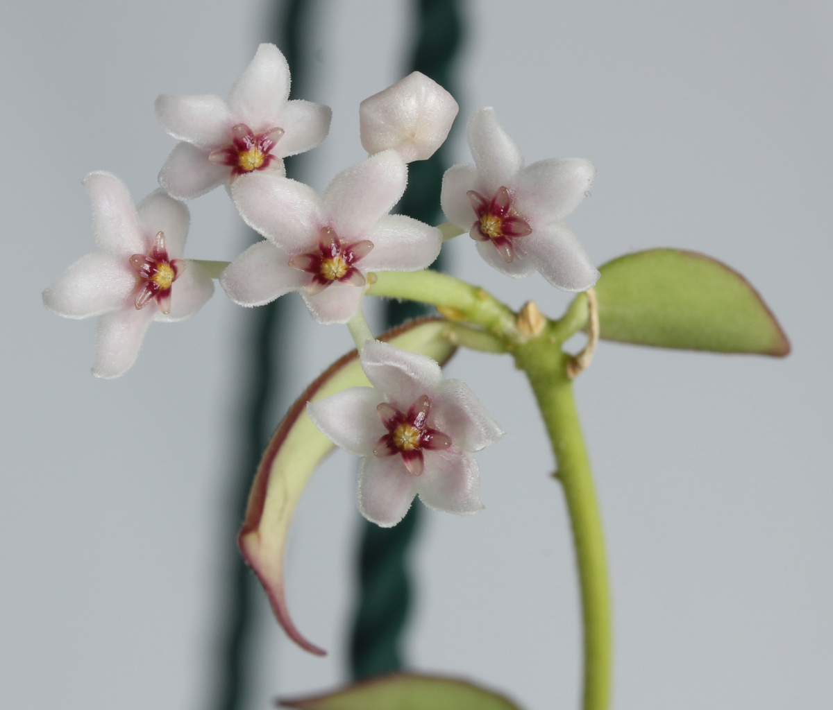 Hoya microstemma