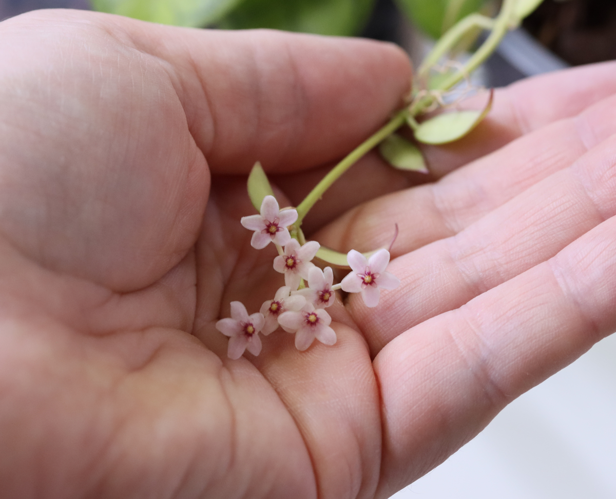 hoya microstemma