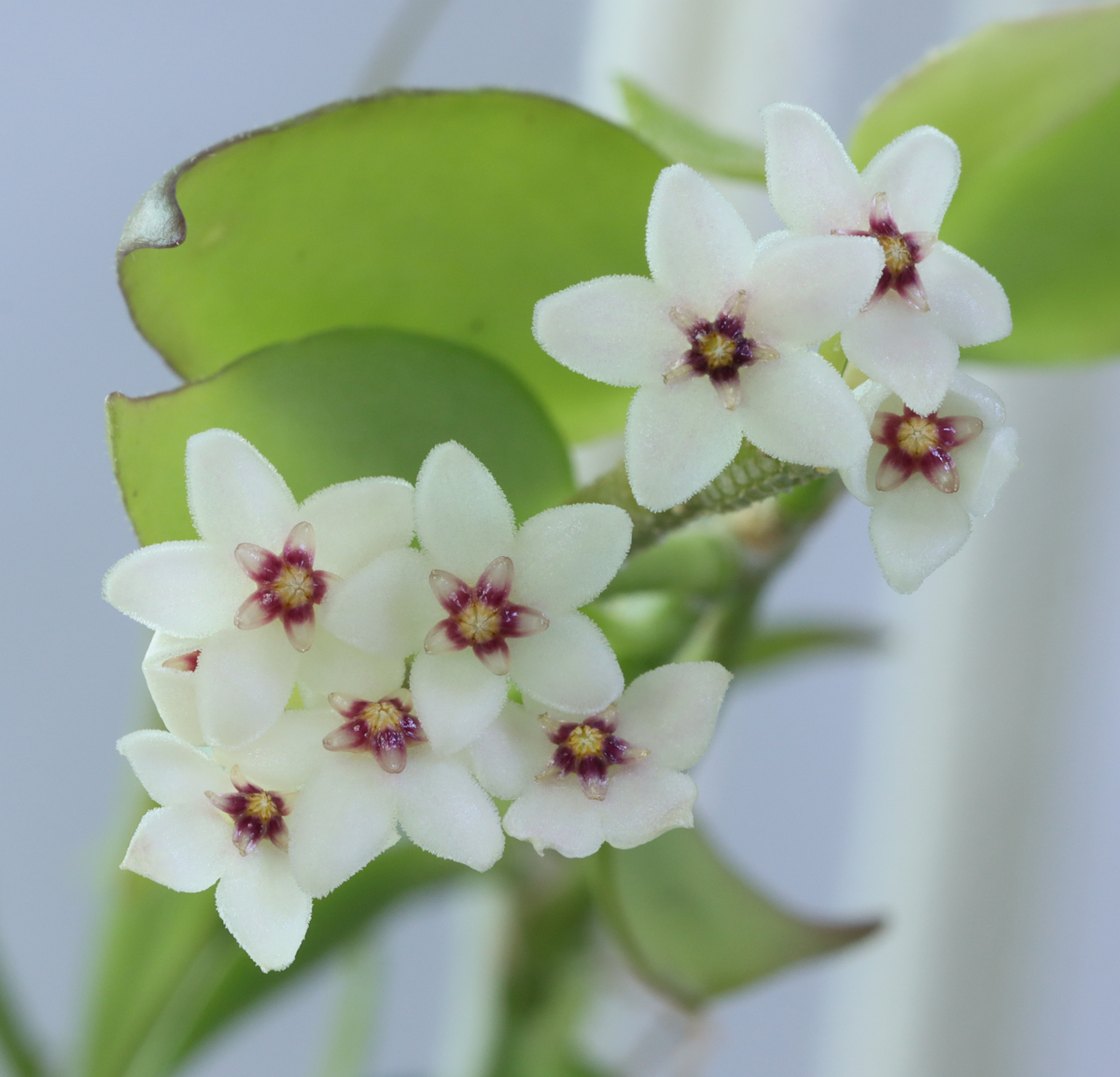 Hoya microstemma