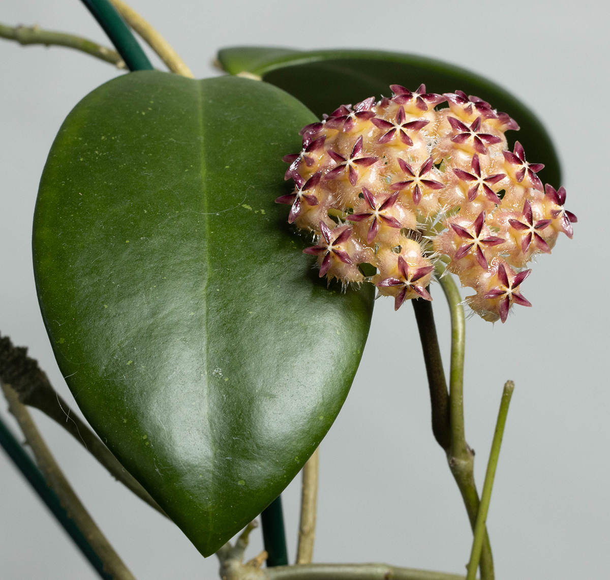 Hoya mindorensis (Red Star)