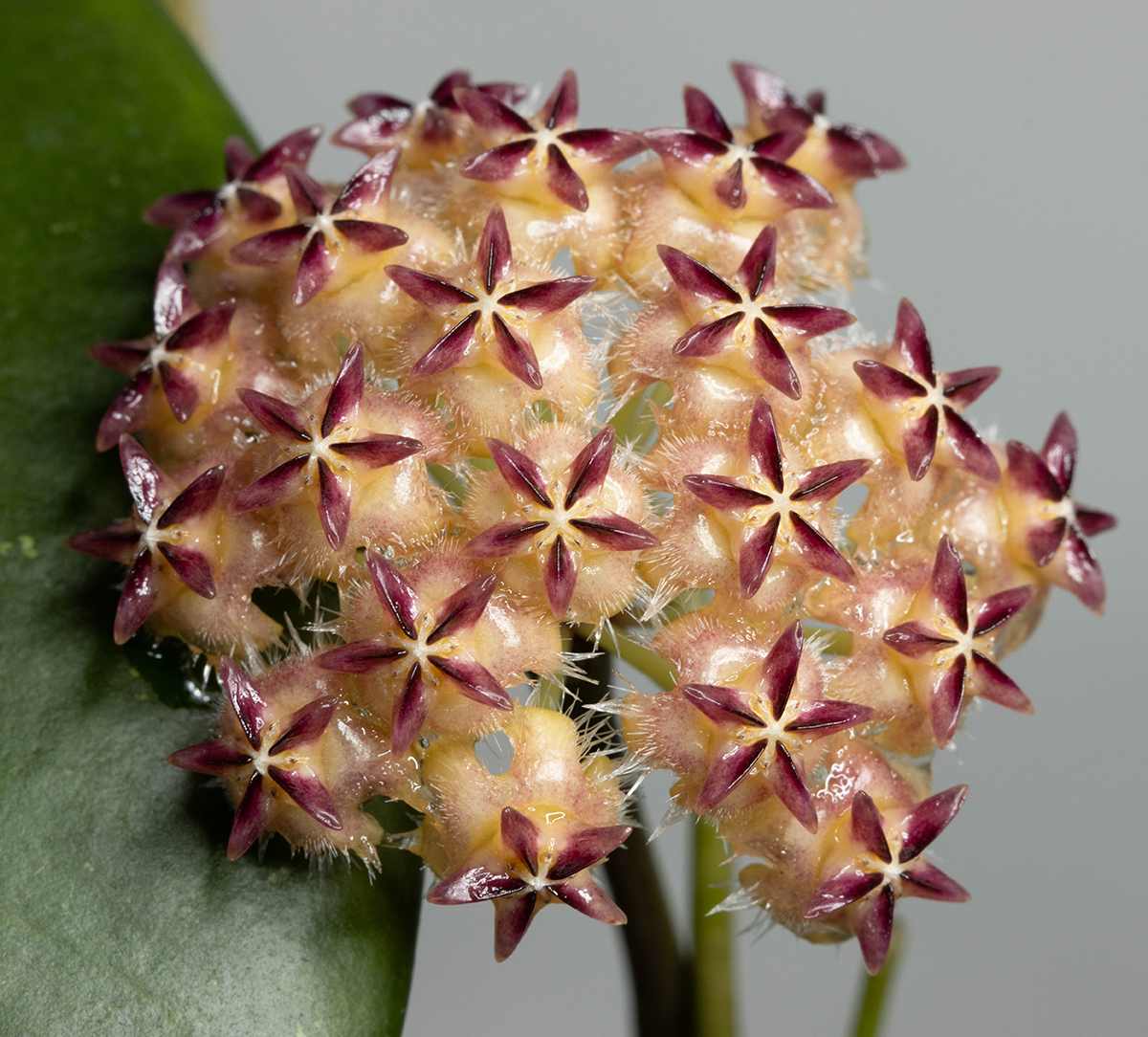 Hoya mindorensis (Red Star)