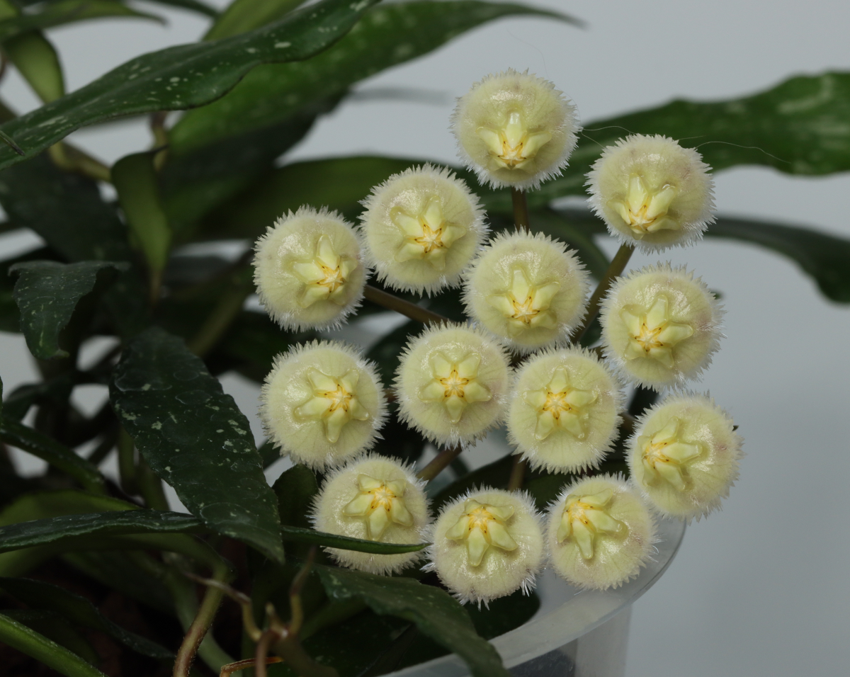 Hoya mirabilis