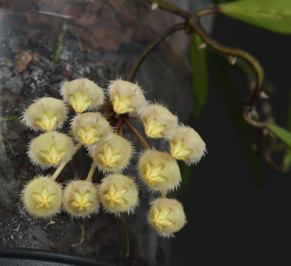 Hoya mirabilis