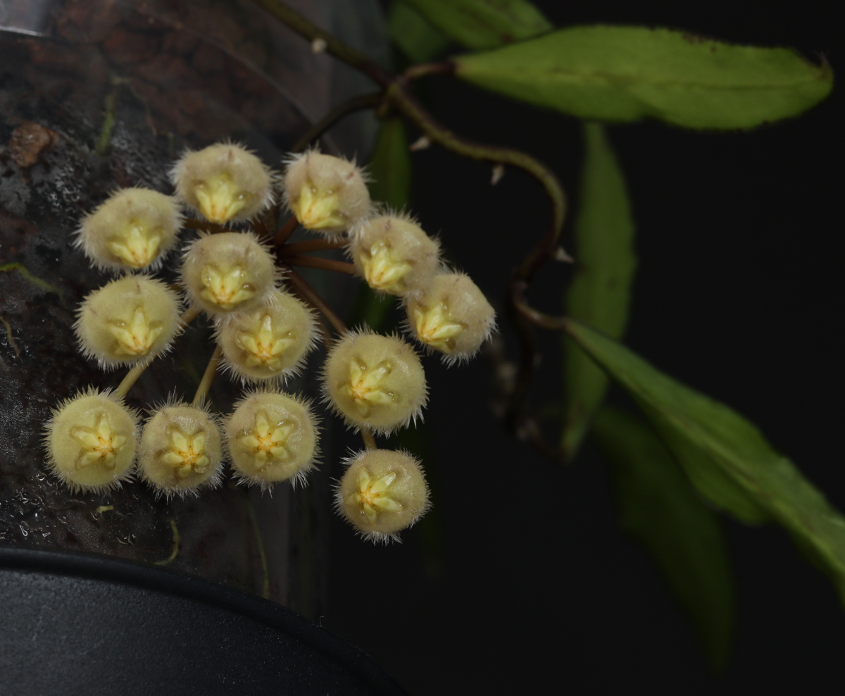 Hoya mirabilis