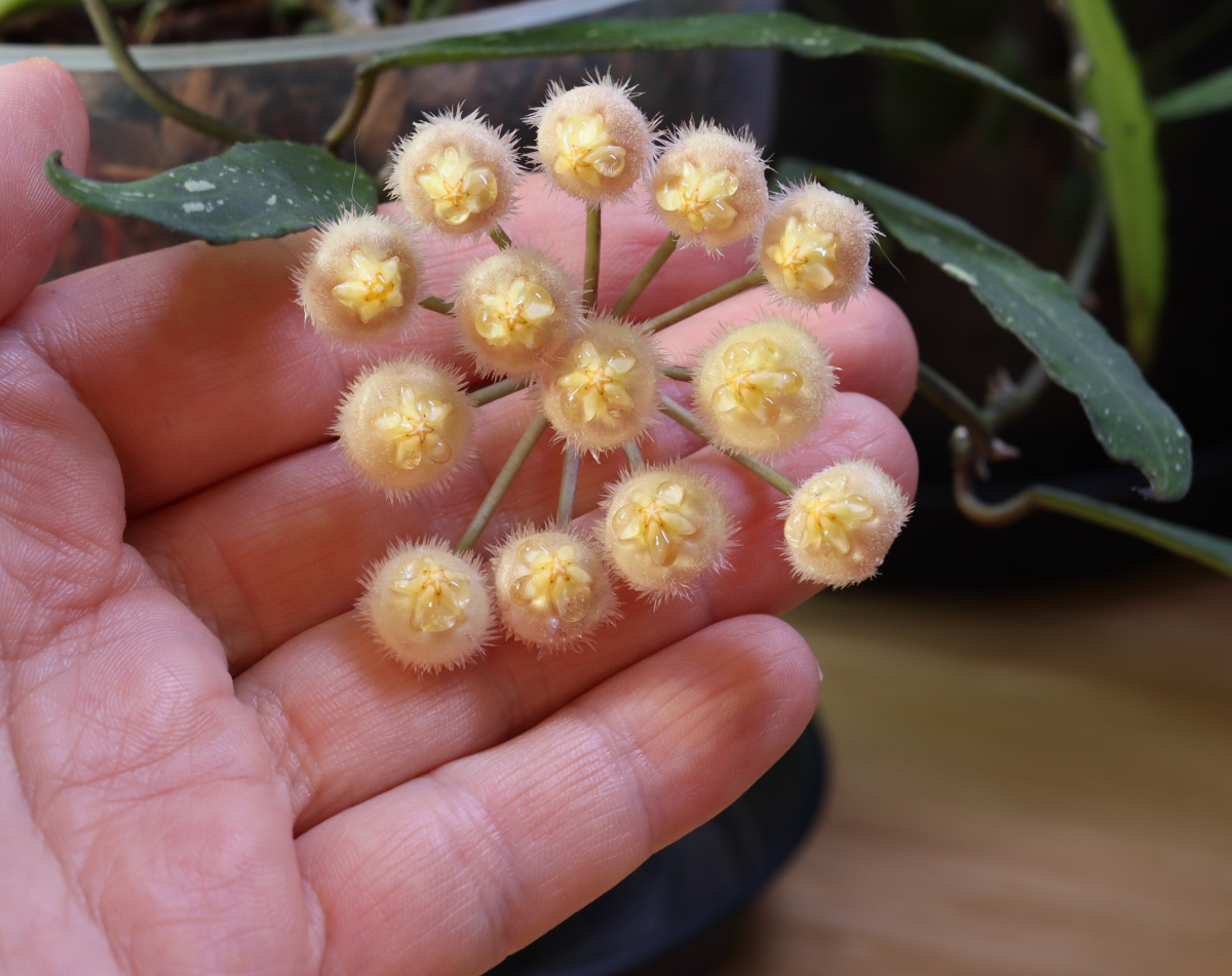 Hoya mirabilis