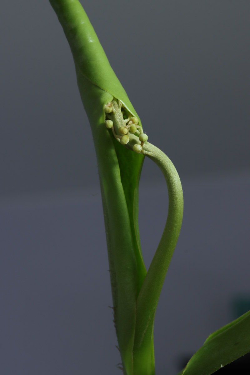 Nepenthes 'Miranda'