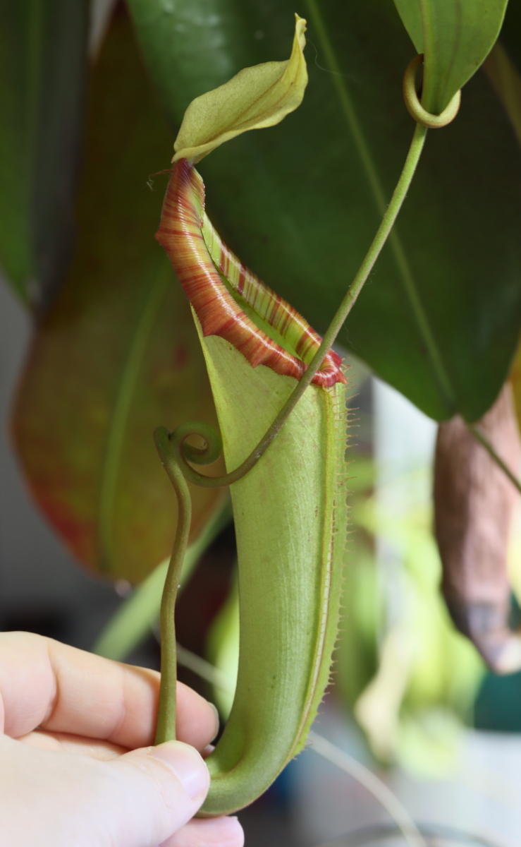 Nepenthes 'Miranda'