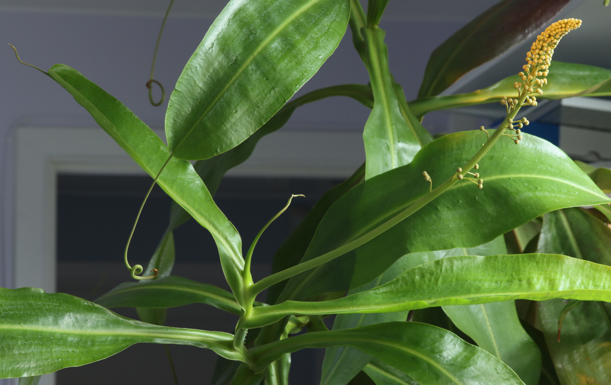 Nepenthes 'Miranda'