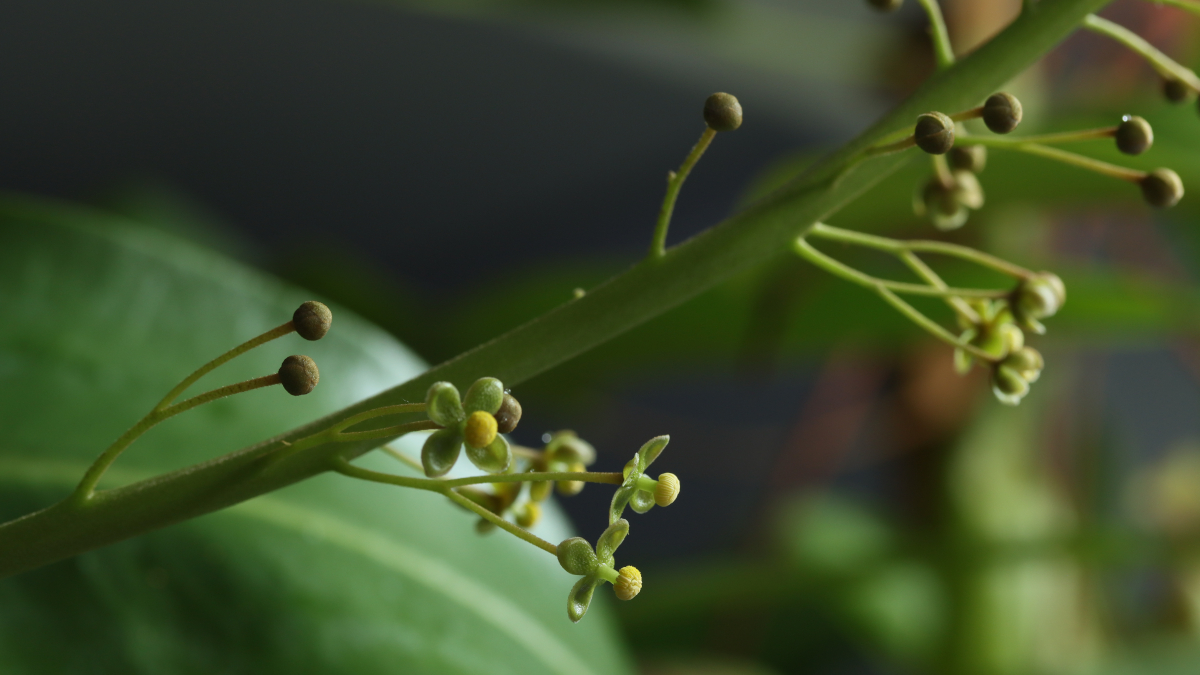 Nepenthes 'Miranda'