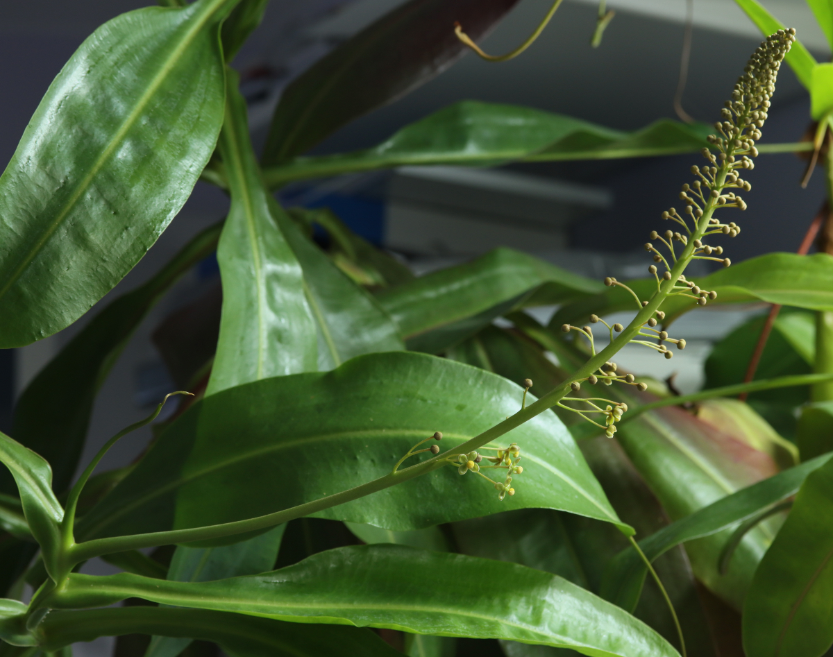 Nepenthes 'Miranda'