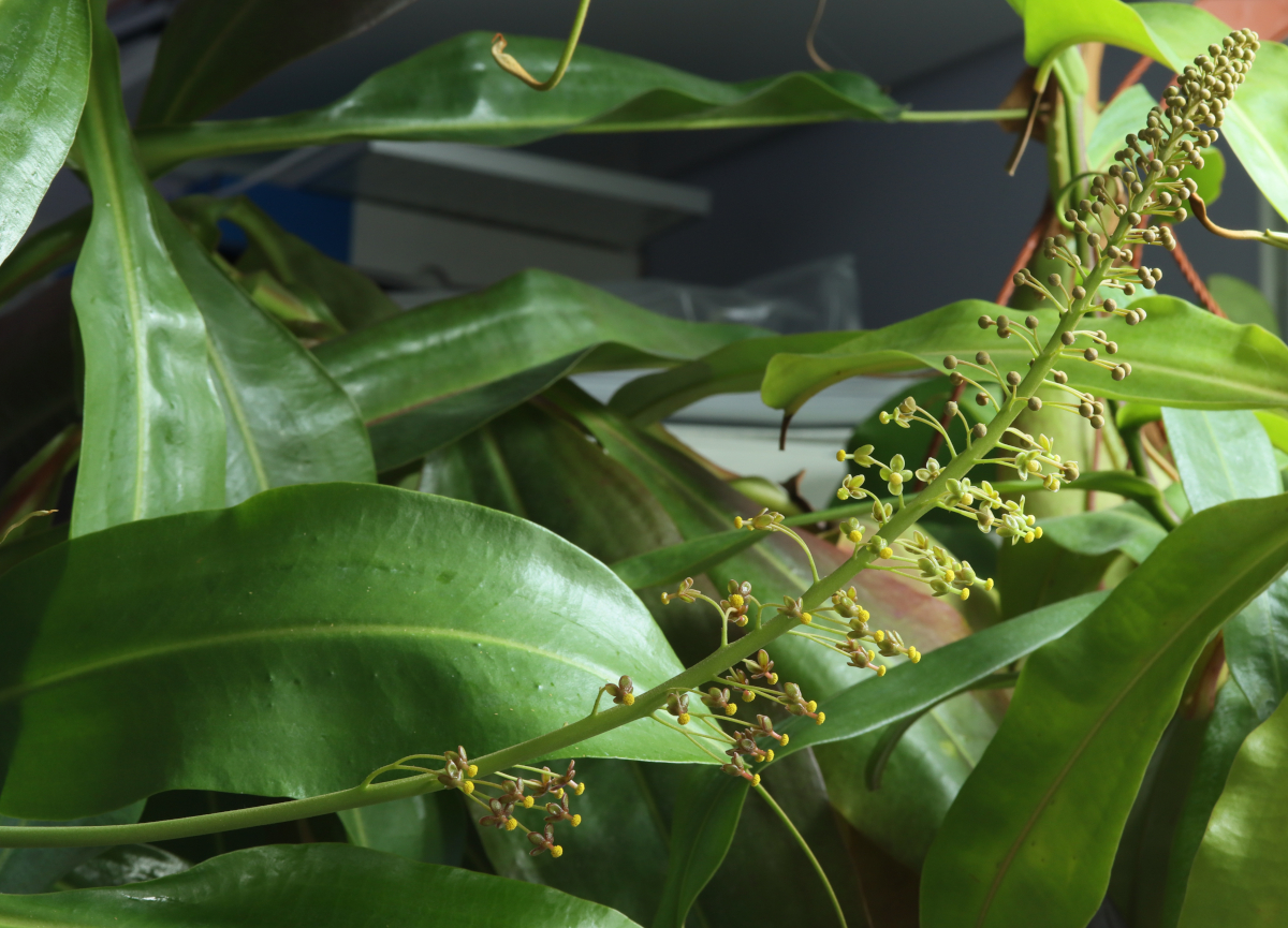 Nepenthes 'Miranda'