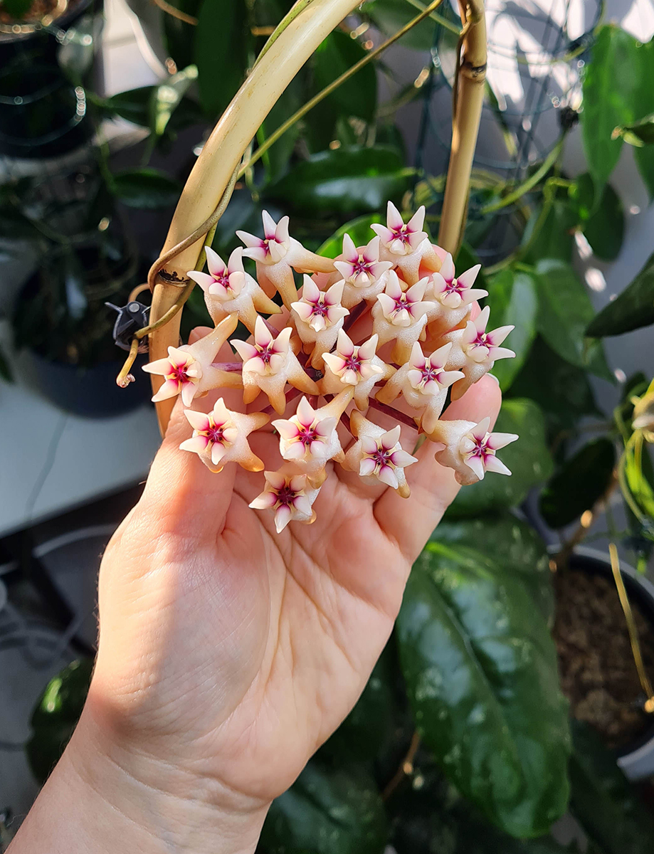 Hoya mitrata