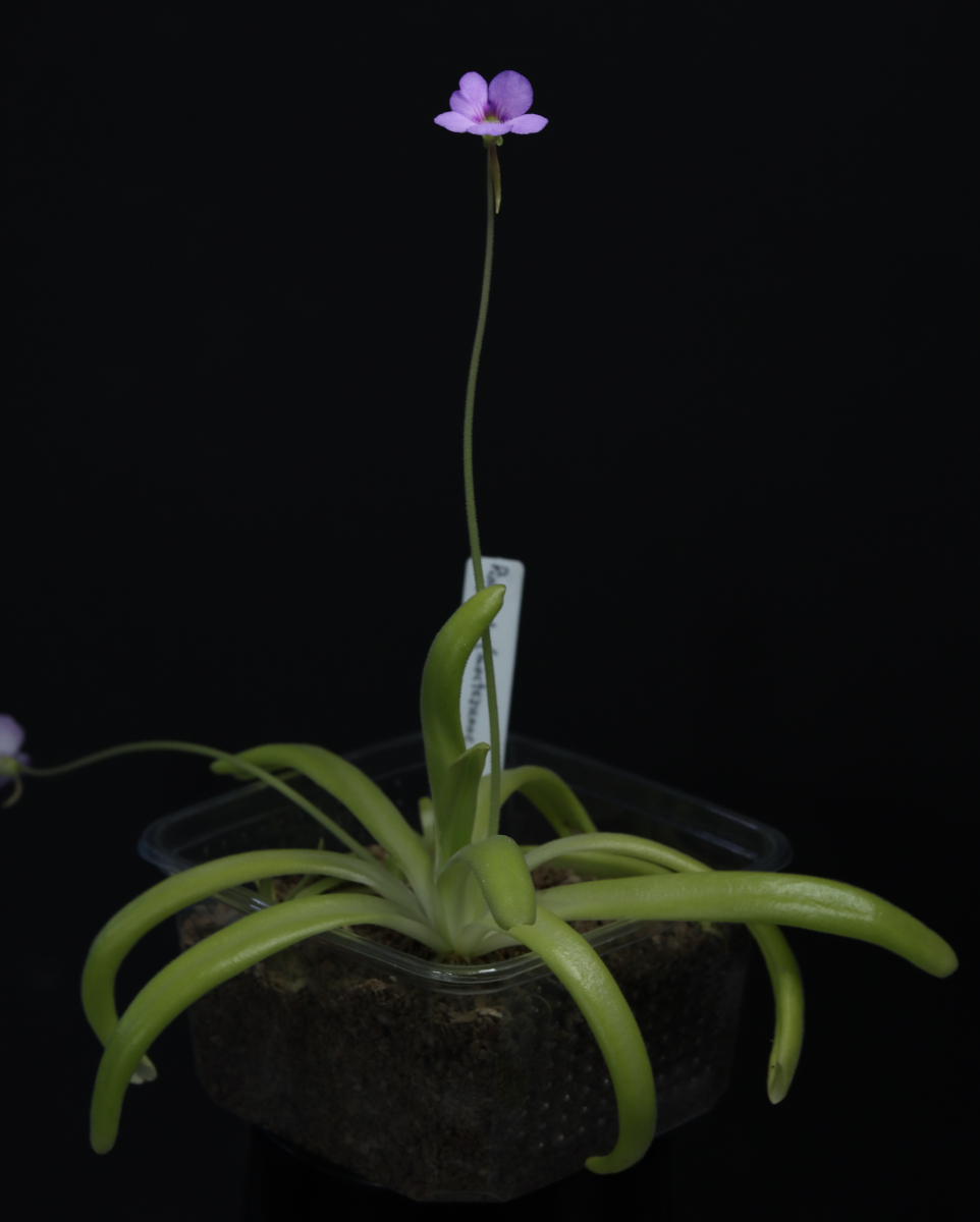 Pinguicula (moctezumae x agnata CSUF)