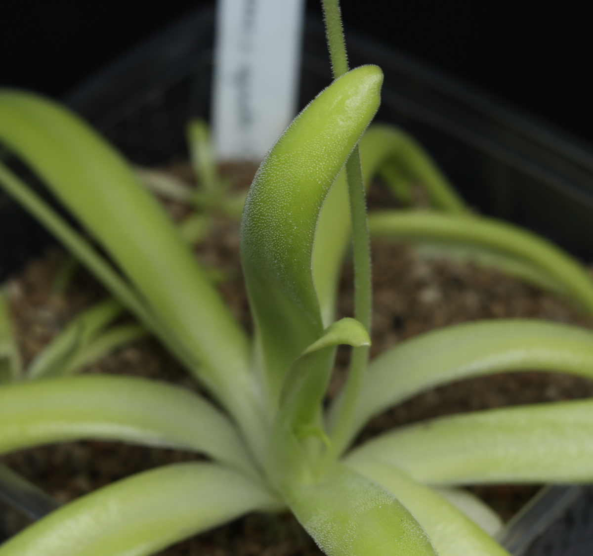 Pinguicula (moctezumae x agnata CSUF)