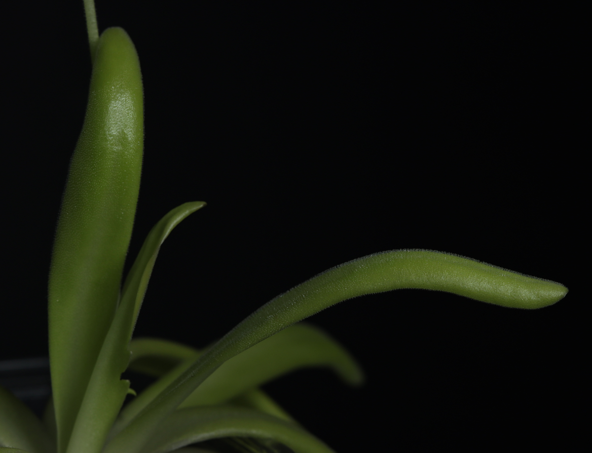 Pinguicula (moctezumae x agnata CSUF)