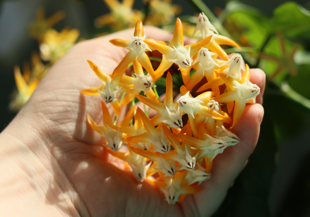 Hoya multiflora (SV 406)