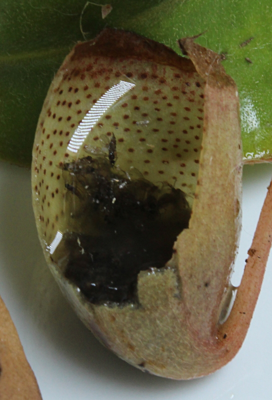 nepenthes