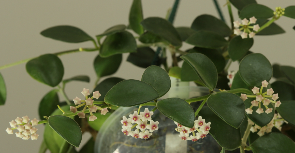 Hoya nummularioides