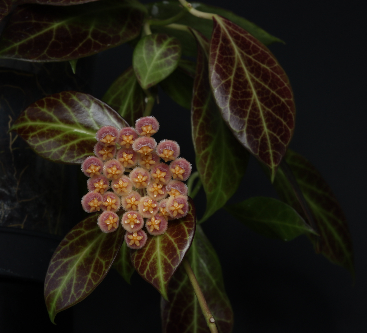 Hoya obscura