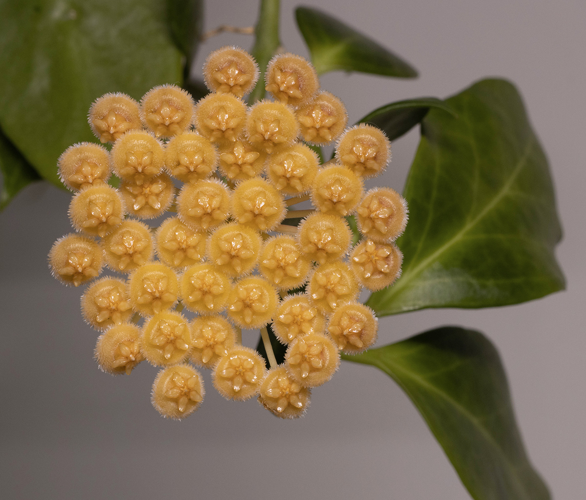 Hoya obscura