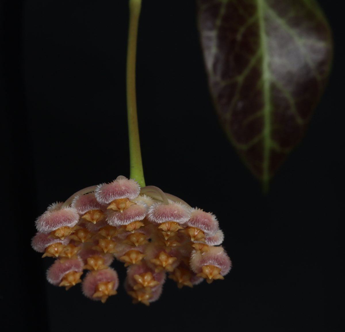 Hoya obscura