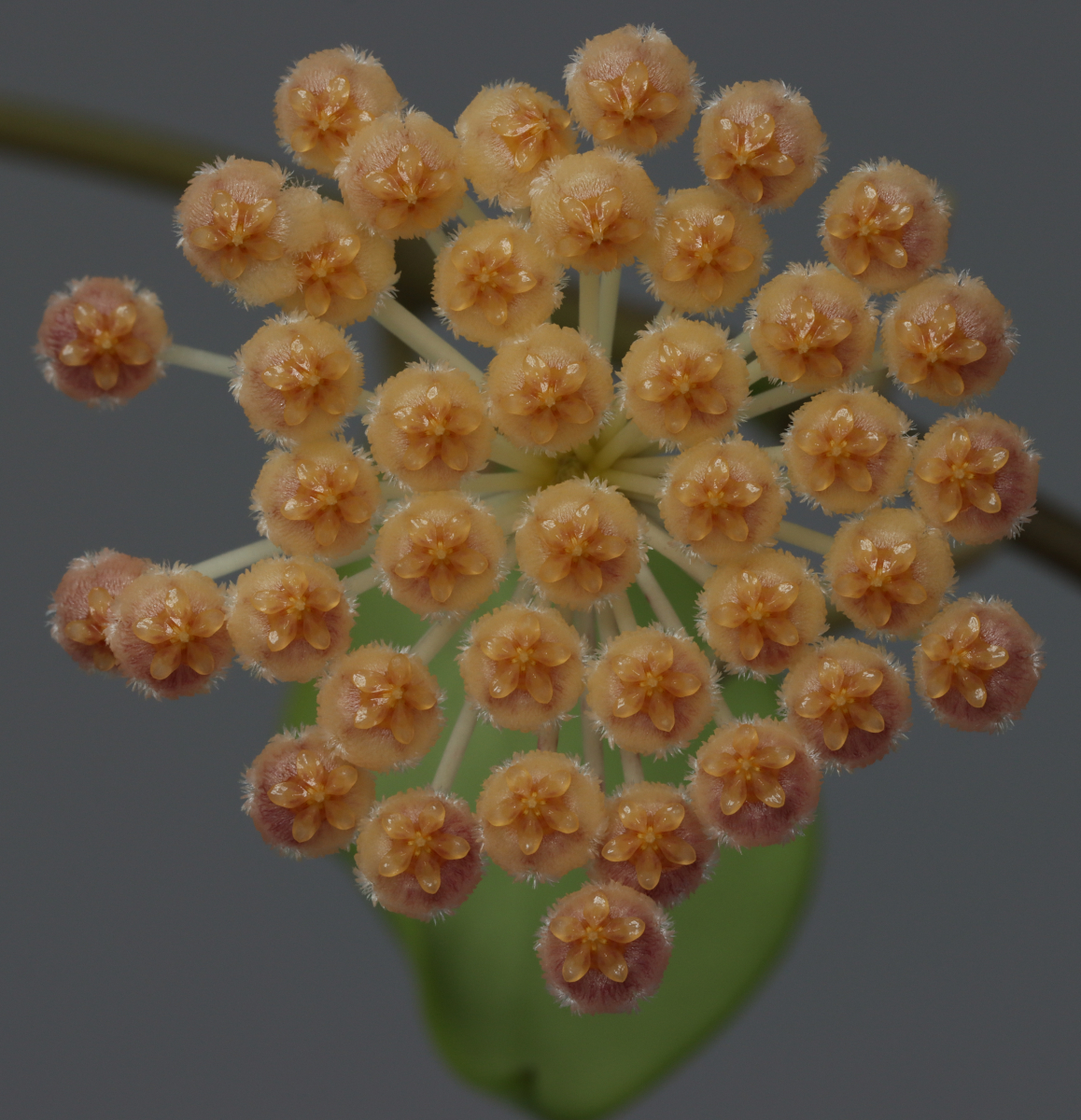 Hoya obscura