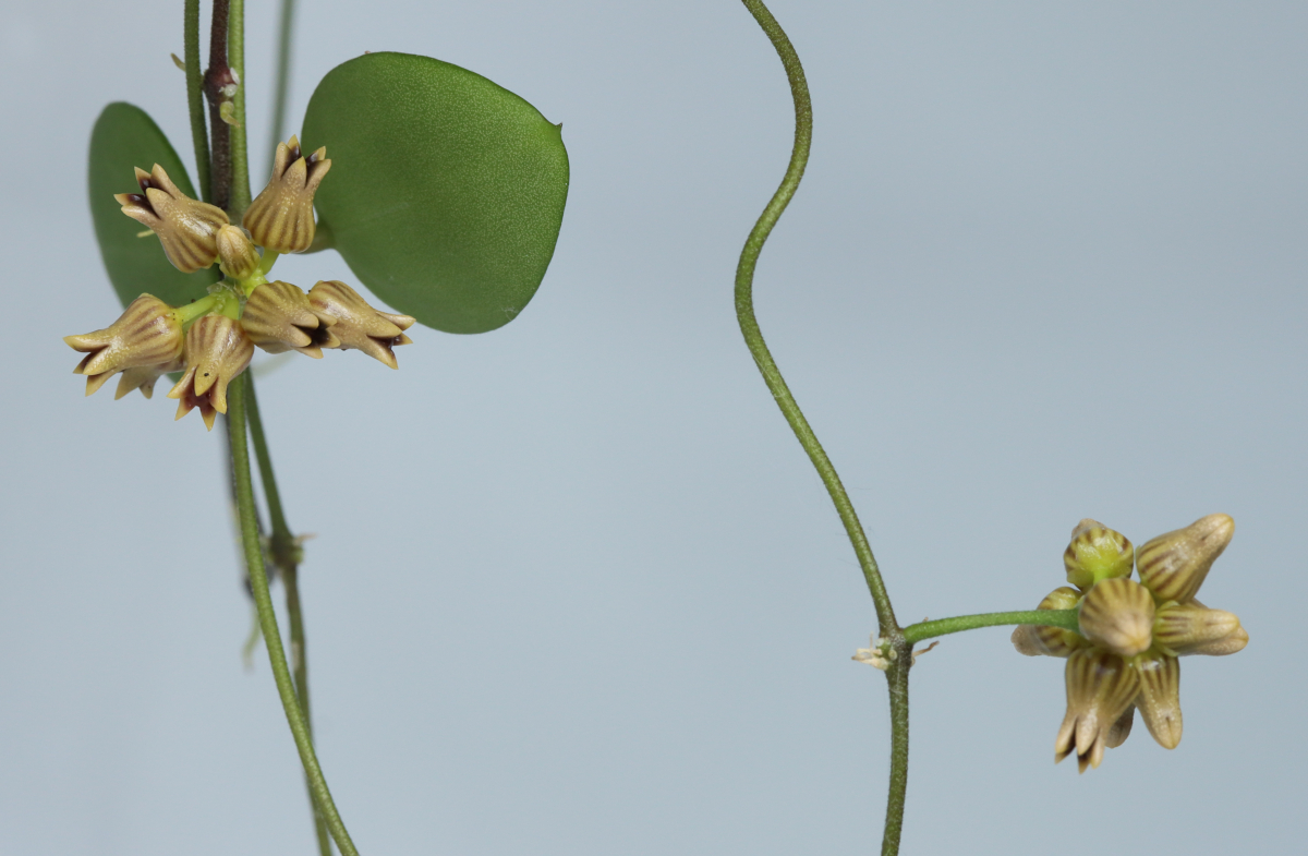 Dischidia ovata