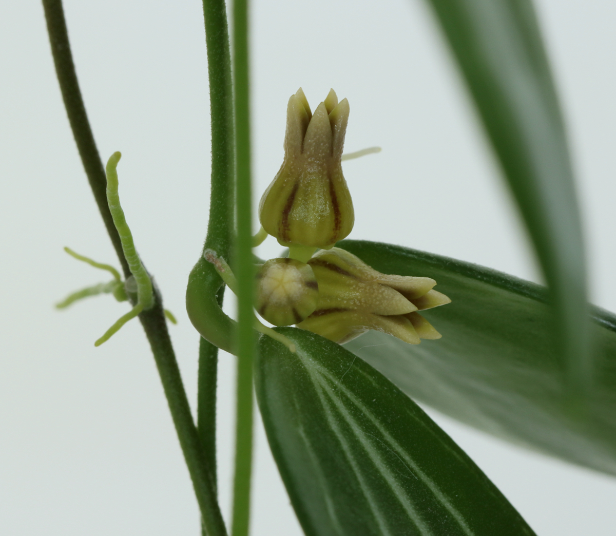 Dischidia ovata