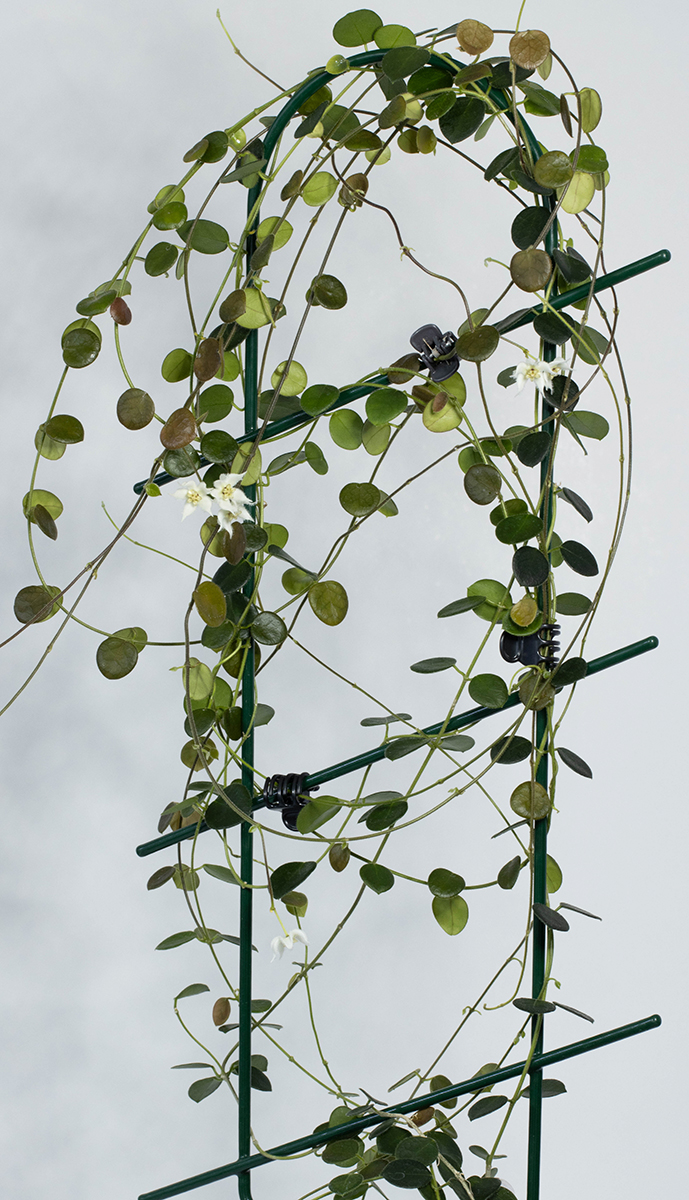 Hoya sp. Papua