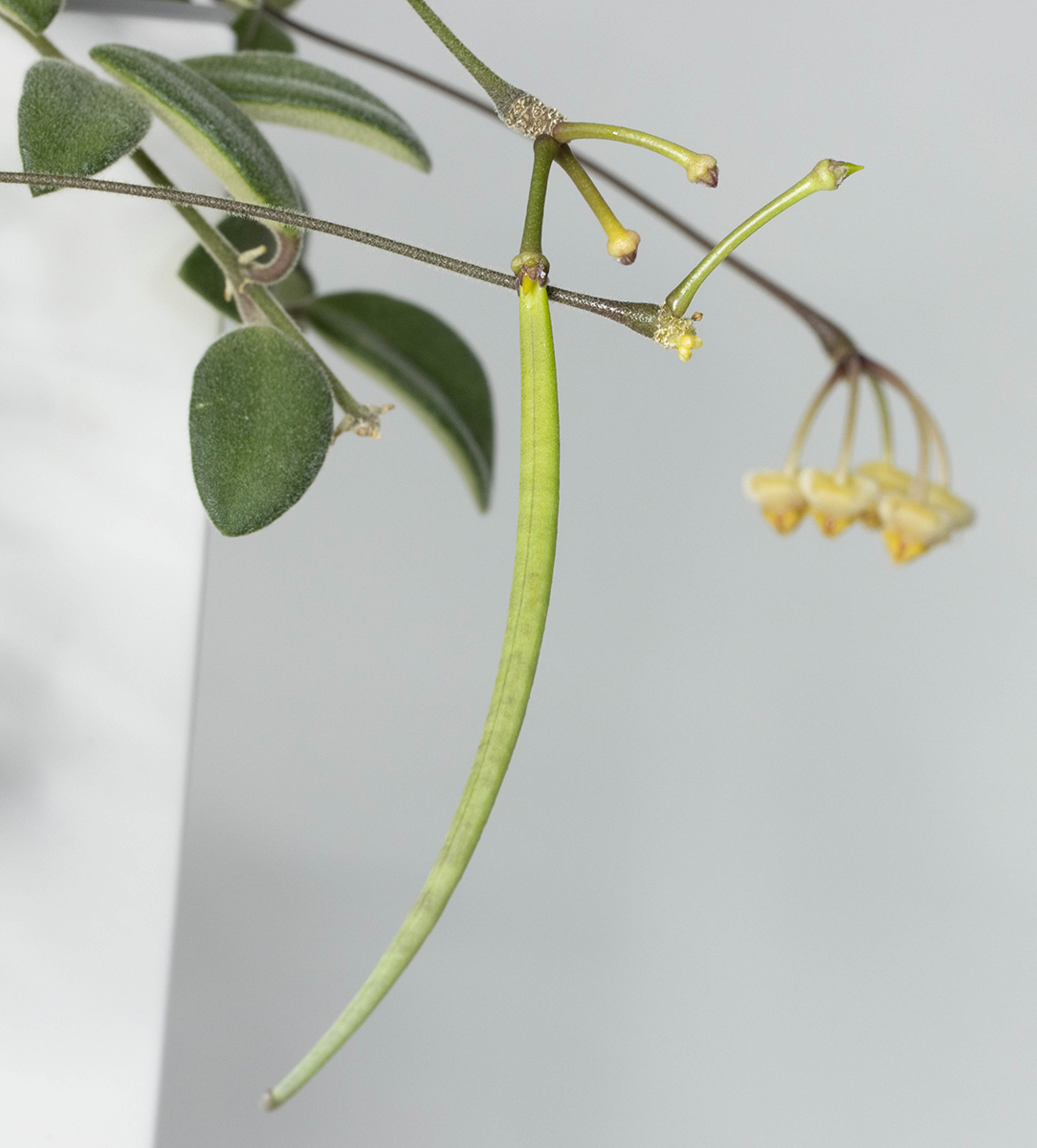 Hoya parvifolia