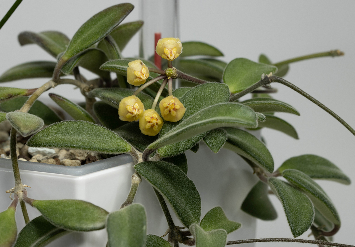 Hoya parvifolia