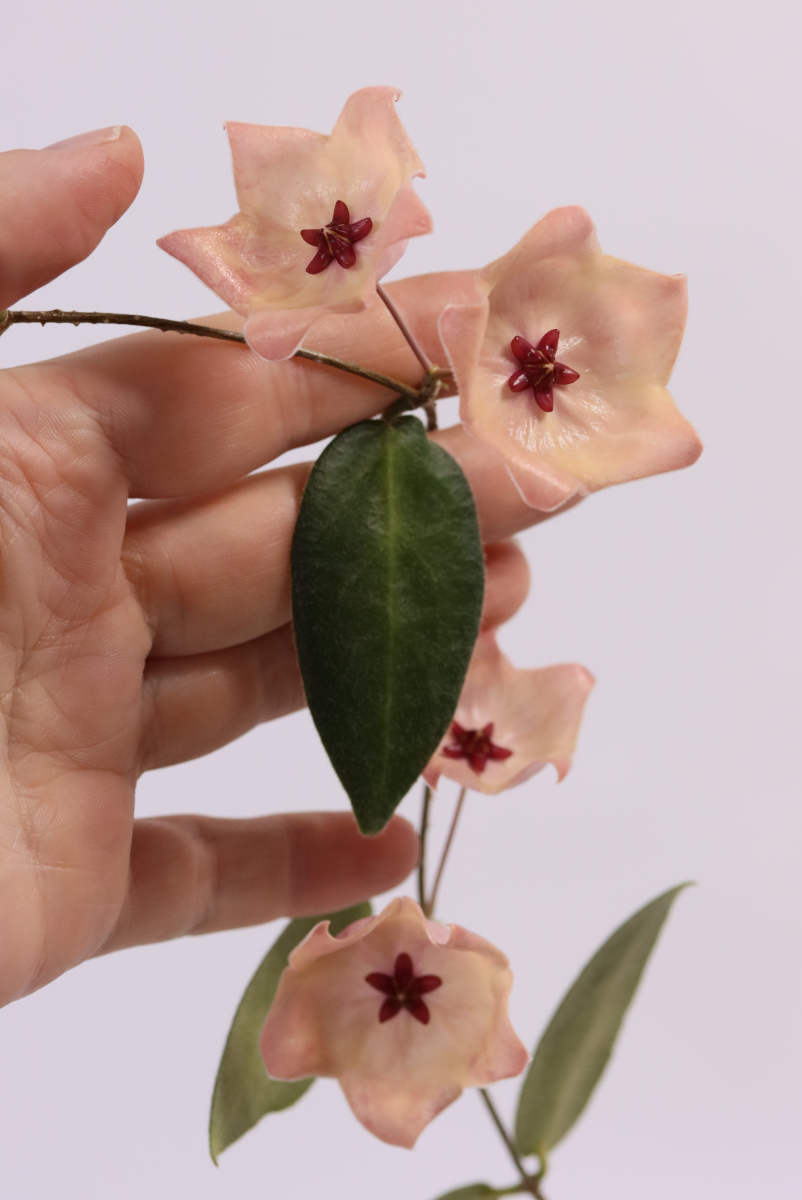 Hoya patella (pink)