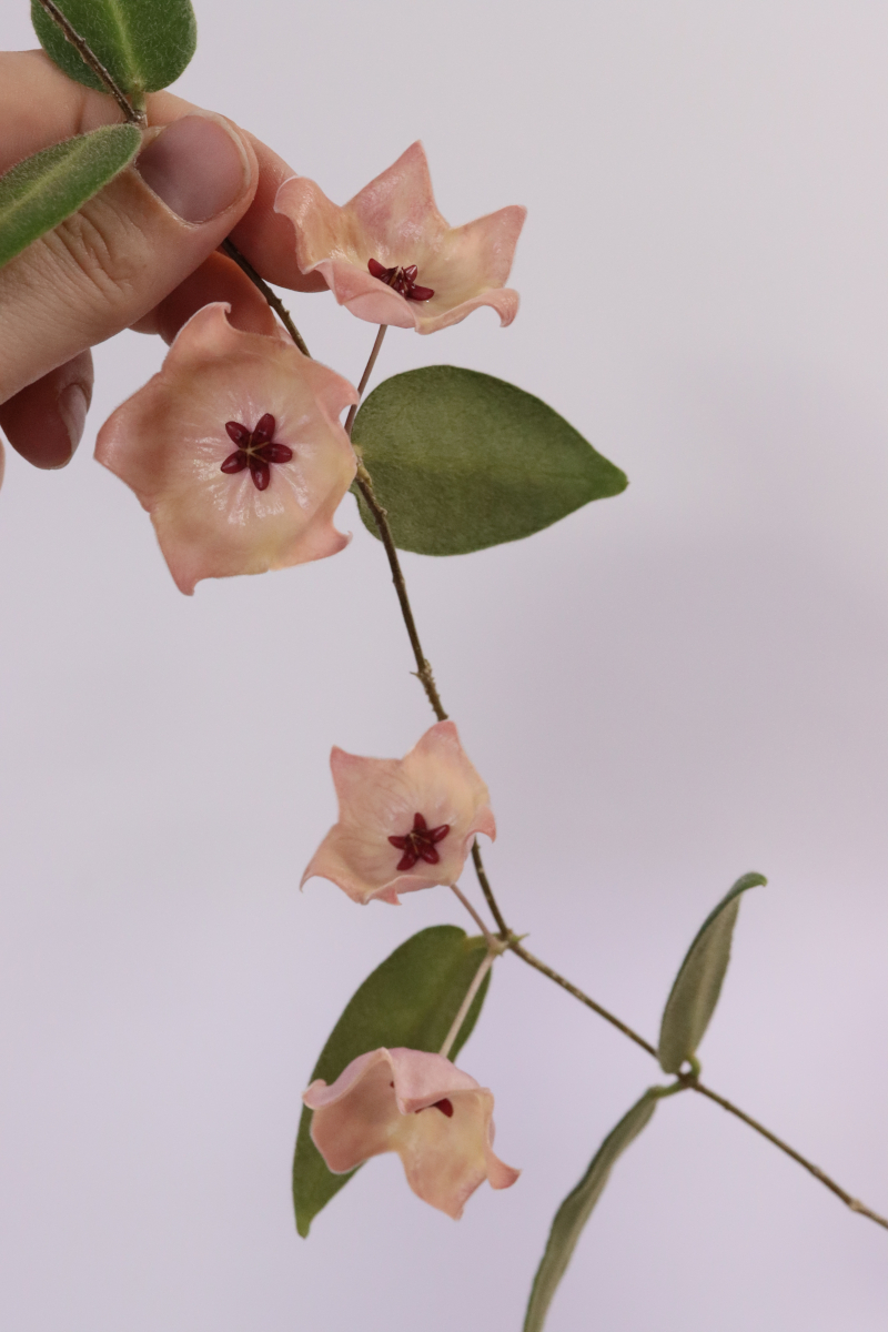 Hoya patella (pink)