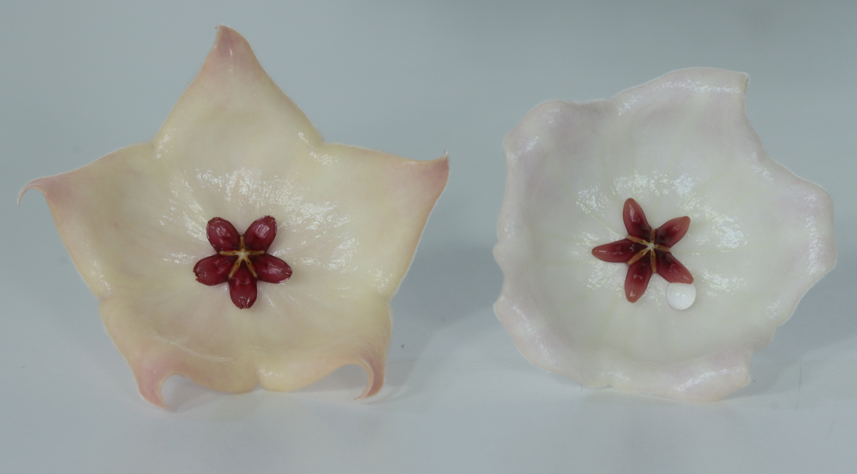 Hoya patella