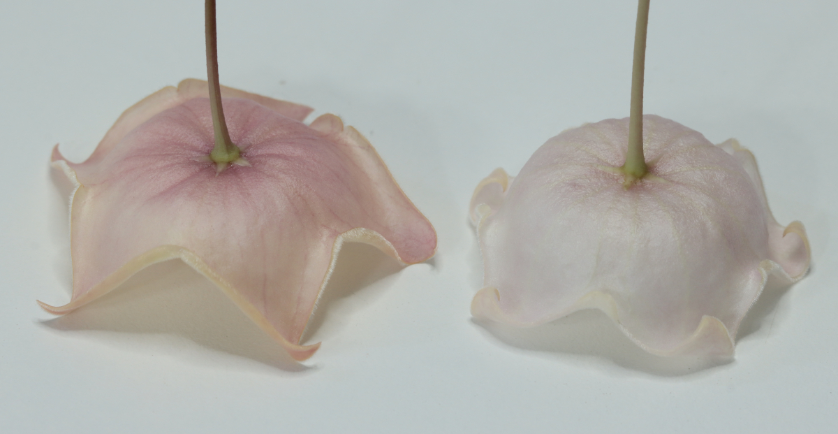 Hoya patella