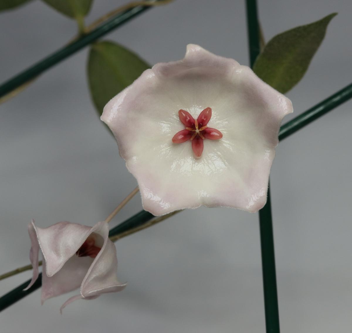 Hoya patella (white)