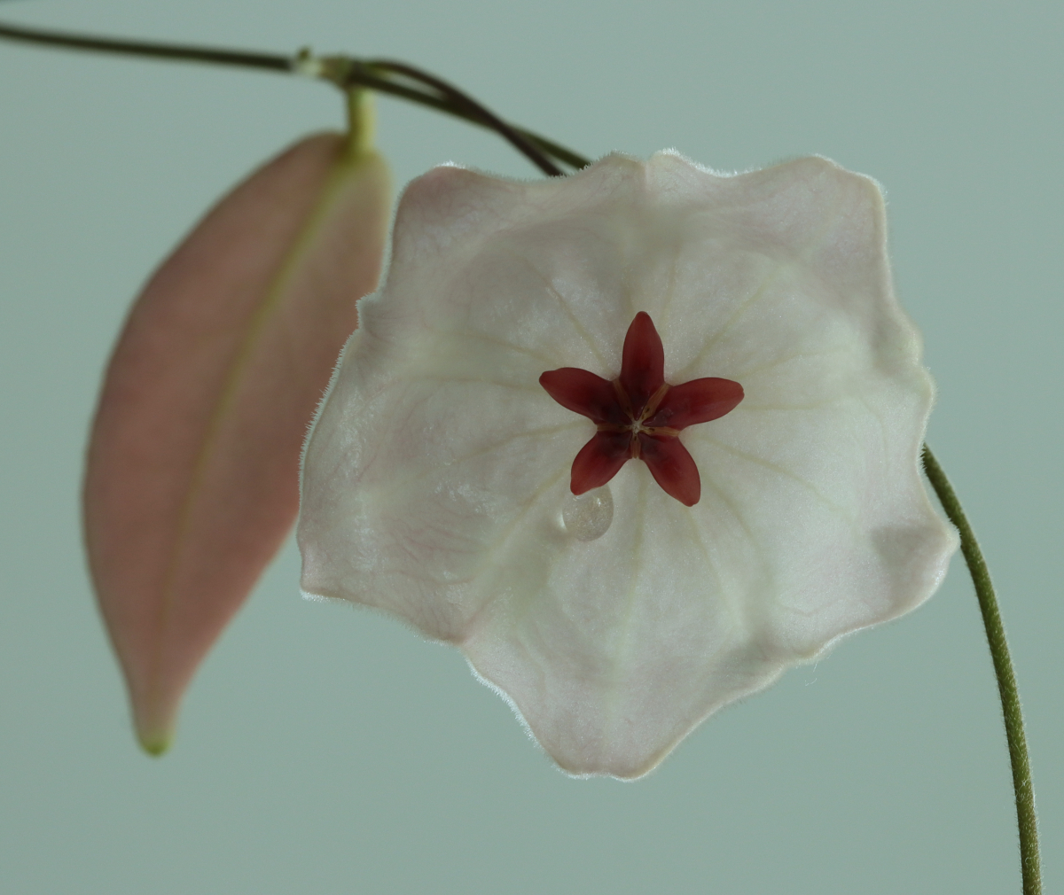 Hoya patella (white)