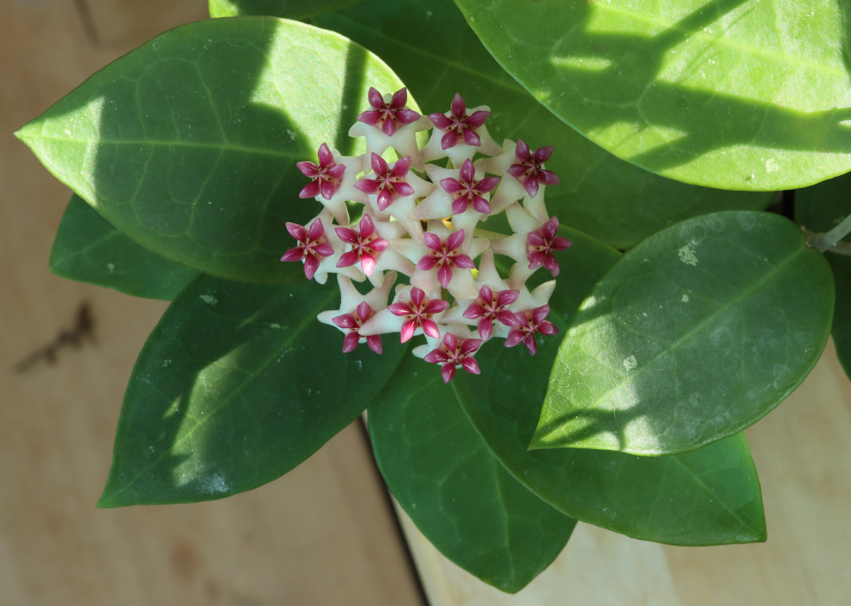 Hoya 'Patricia'