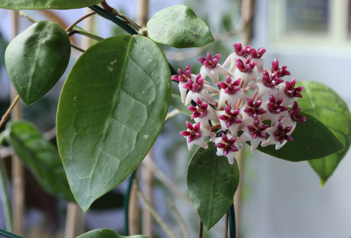 Hoya 'Patricia'