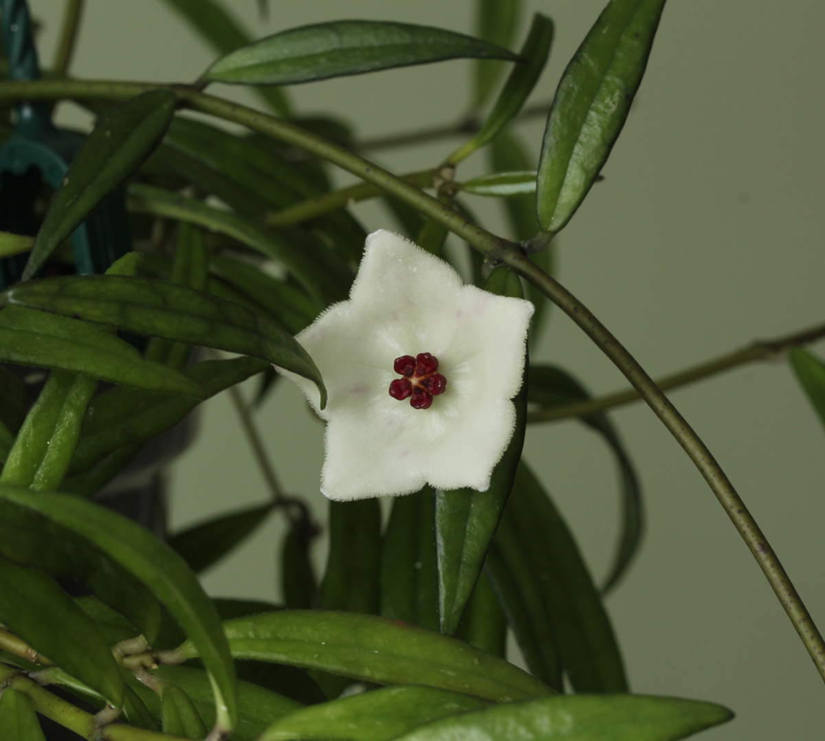 Hoya pauciflora