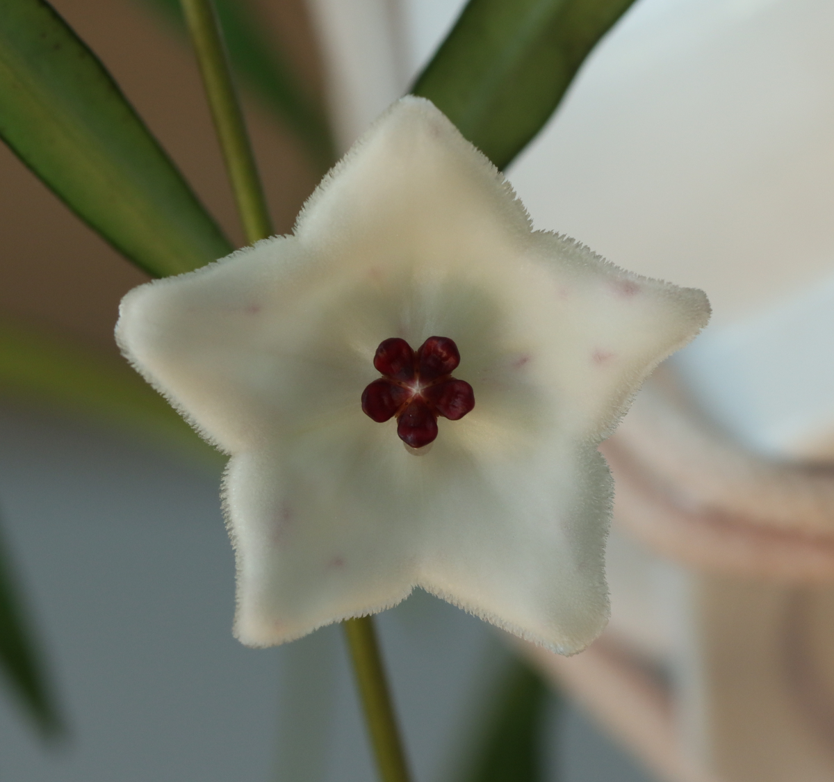 Hoya pauciflora