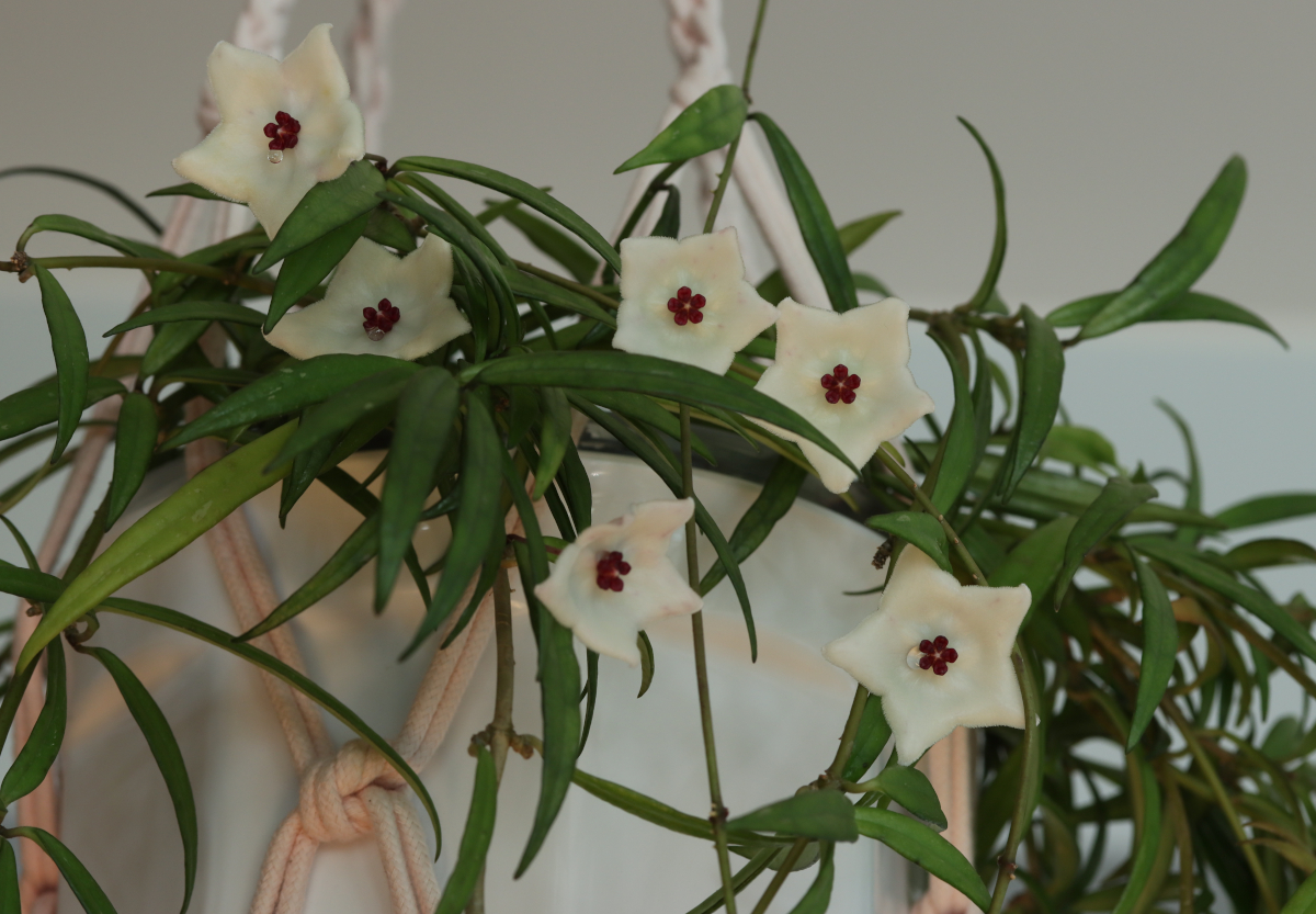 Hoya pauciflora