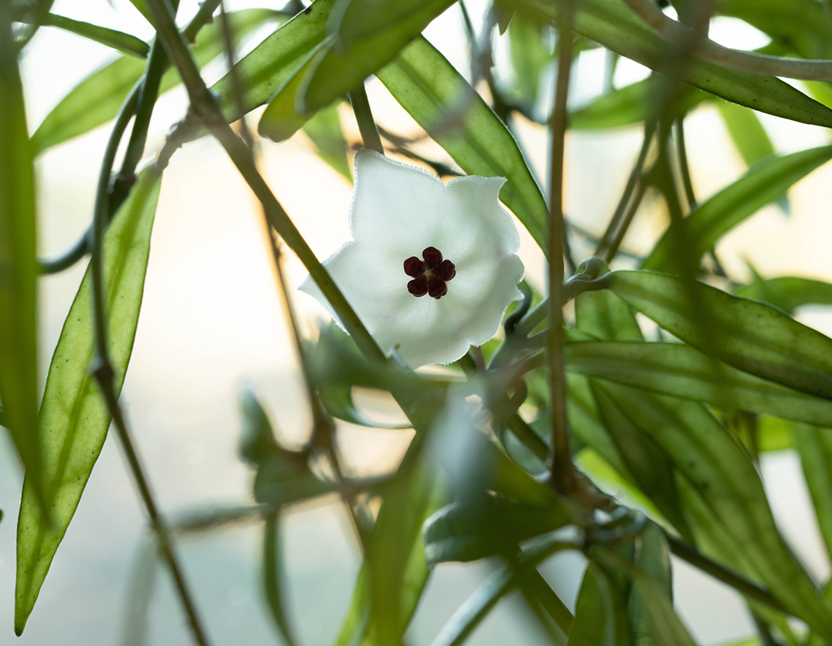 Hoya pauciflora