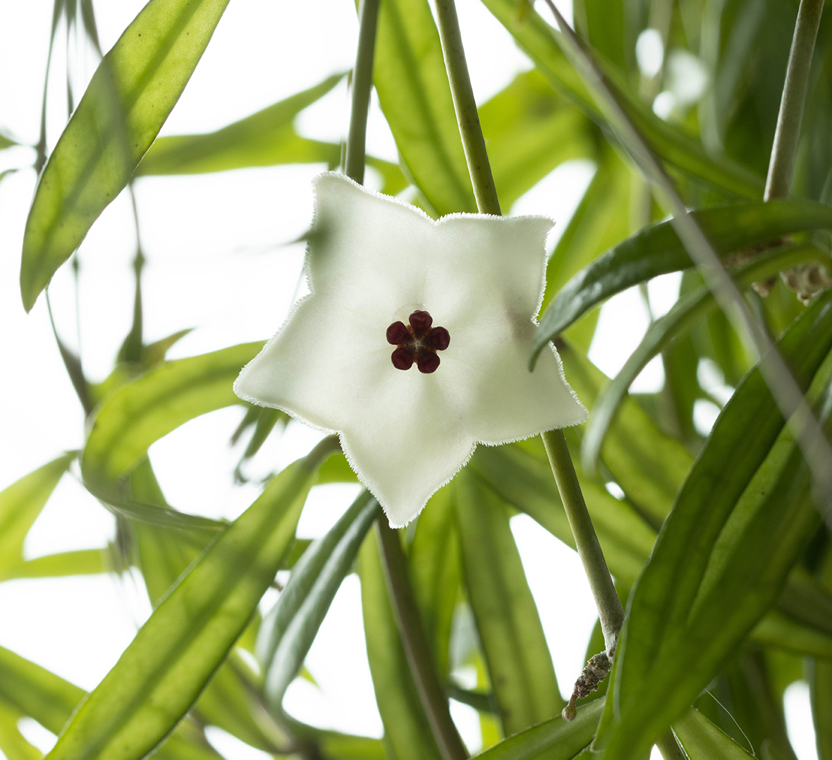 Hoya pauciflora