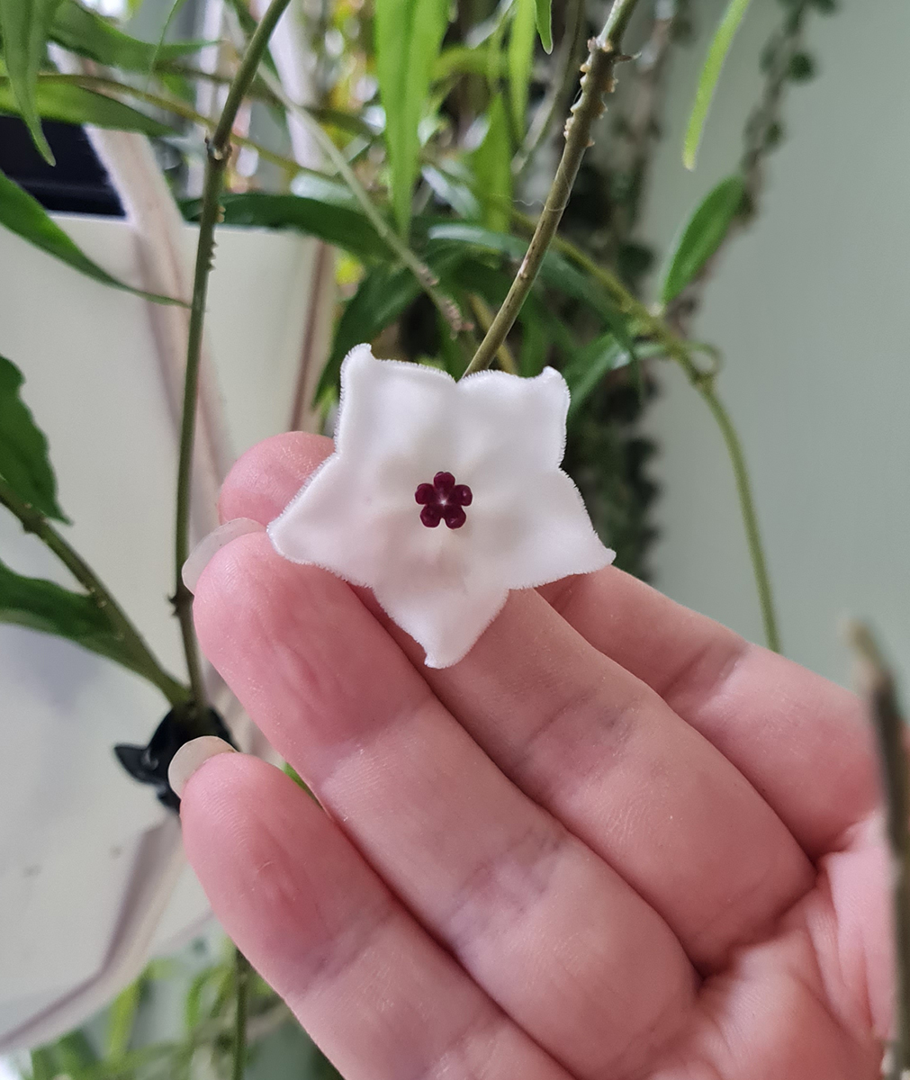 Hoya pauciflora